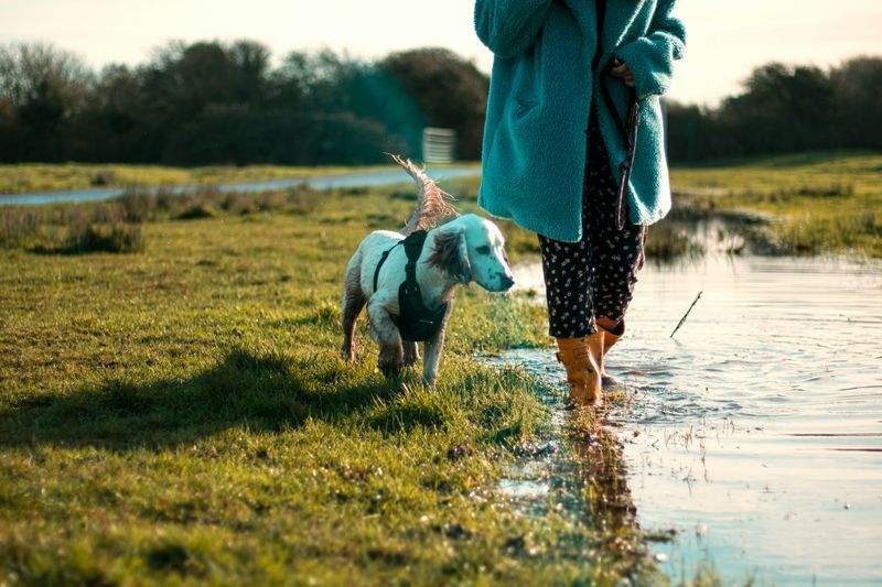 Slik får hunden din en trygg og aktiv tur i hverdagen