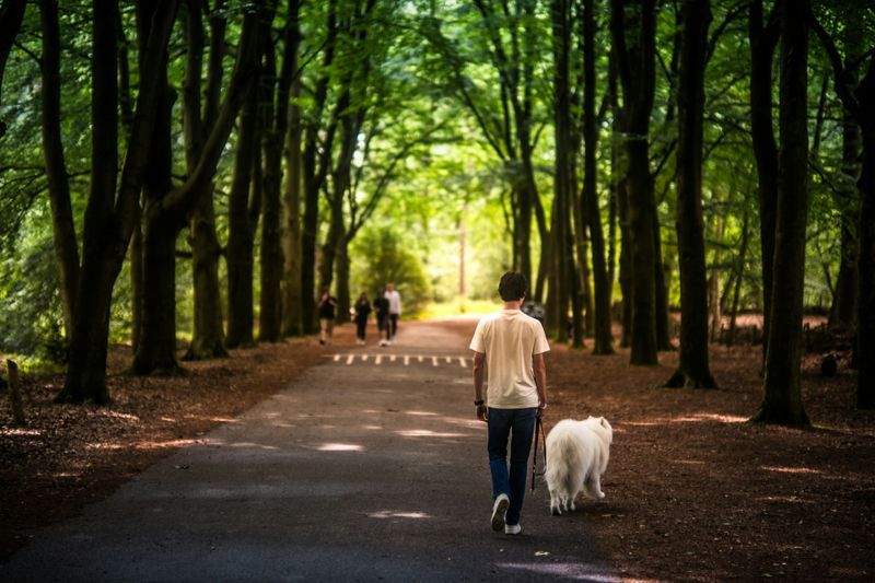 Derfor setter hunder pris på faste rutiner